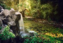 Bay Area Bamboo Consulting: Your Guide to Sustainable Landscaping