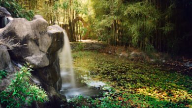 Bay Area Bamboo Consulting: Your Guide to Sustainable Landscaping