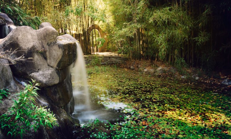 Bay Area Bamboo Consulting: Your Guide to Sustainable Landscaping