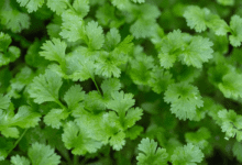 How to Grow Fresh cdinomaha at Home: A Complete Guide