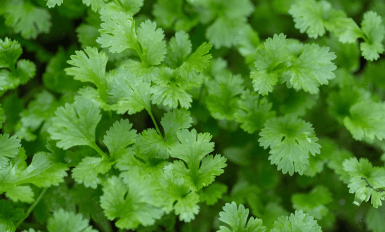 How to Grow Fresh cdinomaha at Home: A Complete Guide