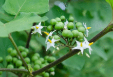 Turmerikai: The Golden Spice Transforming Modern Wellness