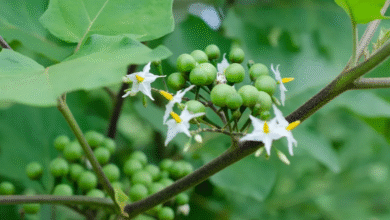 Turmerikai: The Golden Spice Transforming Modern Wellness
