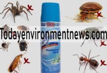 Will Lysol Kill Cockroaches? The Truth About DIY Pest Control