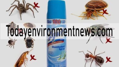 Will Lysol Kill Cockroaches? The Truth About DIY Pest Control