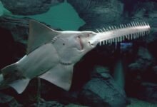 Zitfish: The Complete Guide to Mastering This Powerful Tool